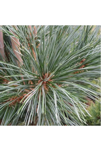 Pinus Vanderwolf’s Pyramid